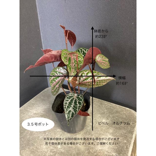 希少 観葉植物 熱帯植物 ピペル マレー セランゴール シルバティクム
