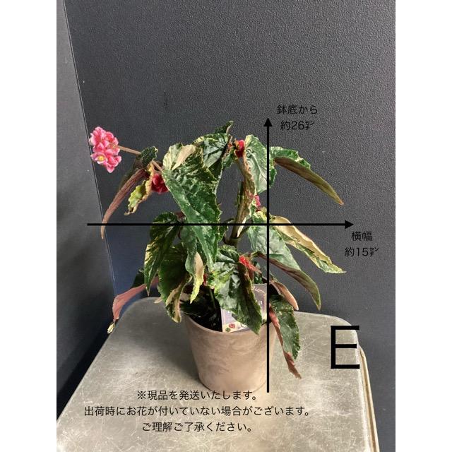 選べる 木立 ベゴニア ジニー銀河 4号 斑入り レア品種 観葉植物 熱帯