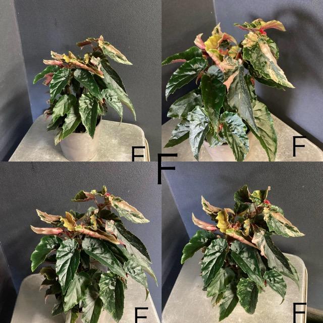 選べる 木立 ベゴニア ジニー銀河 4号 斑入り レア品種 観葉植物 熱帯