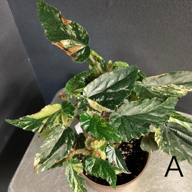 選べる 木立 ベゴニア ジニー銀河 4号 斑入り レア品種 観葉植物 熱帯
