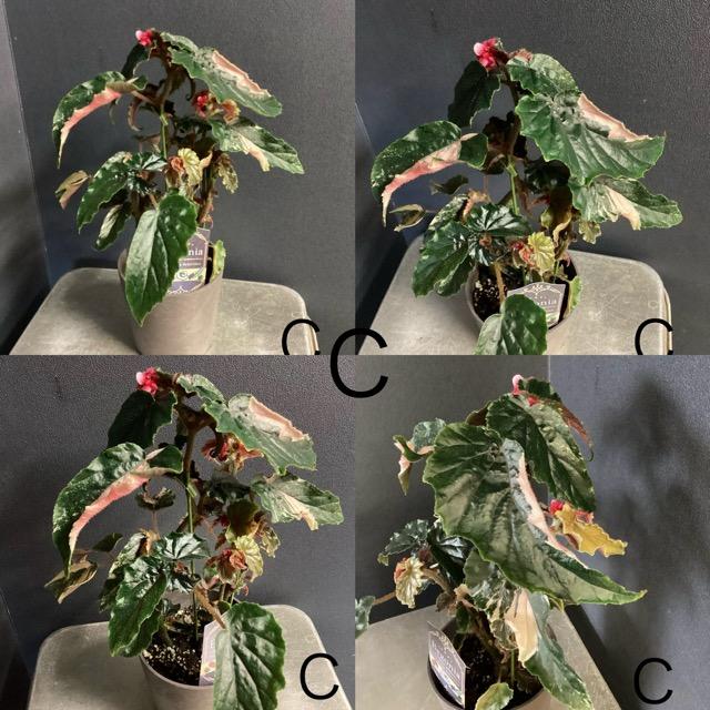 選べる 木立 ベゴニア ジニー銀河 4号 斑入り レア品種 観葉植物 熱帯
