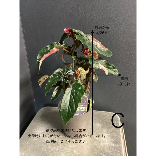 選べる 木立 ベゴニア ジニー銀河 4号 斑入り レア品種 観葉植物 熱帯