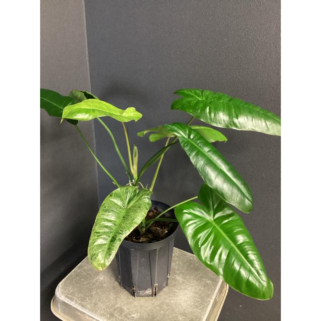 現品 レア品種 観葉植物 熱帯植物 フィロデンドロン パライソベルディ