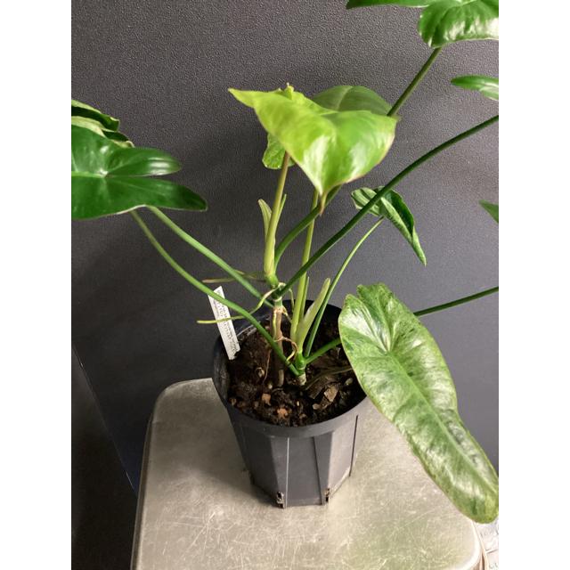 現品 レア品種 観葉植物 熱帯植物 フィロデンドロン パライソベルディ