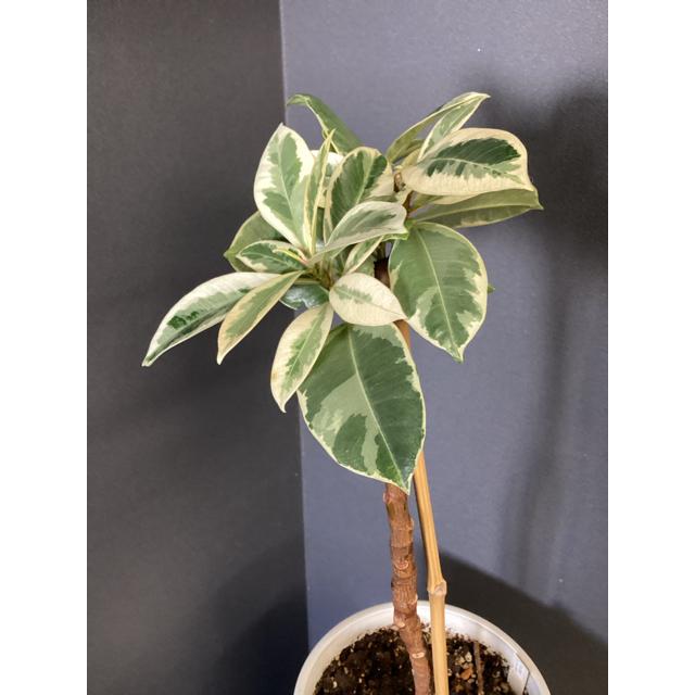 フィカス ティネケ 斑入り 2本入り観葉植物高さ約70cm9/1 観葉植物 ゴムの木 フィカス ティネケ 斑入り インテリア 素敵な