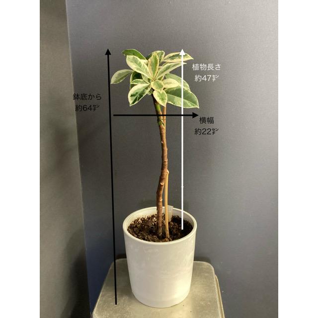 観葉植物 ゴムの木 フィカス ティネケ 斑入り インテリア 素敵な
