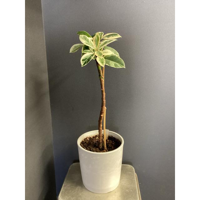 観葉植物 ゴムの木 フィカス ティネケ 斑入り インテリア 素敵な