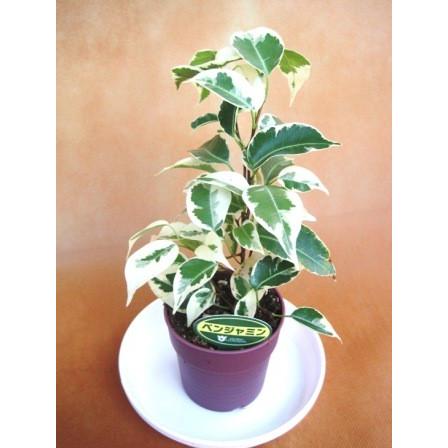 ミニ観葉植物ベンジャミン鉢植え ２ ５号 Fmd09 Hanabokujyo 通販 Yahoo ショッピング