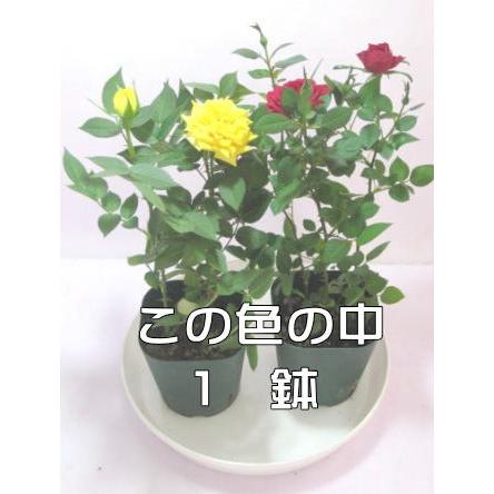 ミニバラ鉢植え 四季咲きのお花です 可愛いいリボンで ギガランキングｊｐ