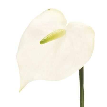 造花 Magiq 東京堂 スプレンダアンスリウム ｍ ホワイト Fm 001 造花 花材 あ行 アンスリューム 002 147 はなどんやアソシエ 通販 Yahoo ショッピング