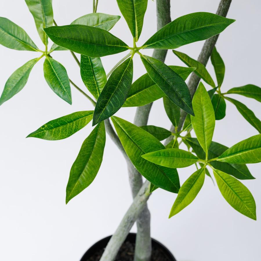 直送 人工観葉植物 MAGIQ東京堂 パキラ 6F GREEN FG012100※返品