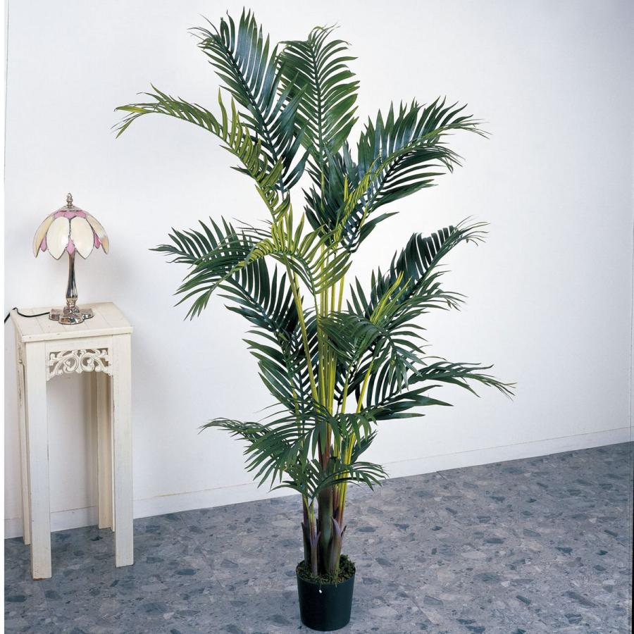 超大特価 直送 人工観葉植物 Magiq 東京堂 ケンチャパームツリー 0 Fg 返品 人工観葉植物 高さ 150cm 即納特典付き Www Technet 21 Org