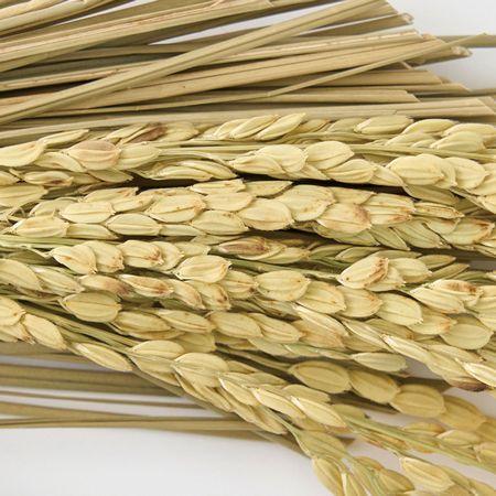 yomo　しめ縄土台 yomo しめ縄土台 yomo しめ縄土台 yomo しめ縄土台 okazari_kez-