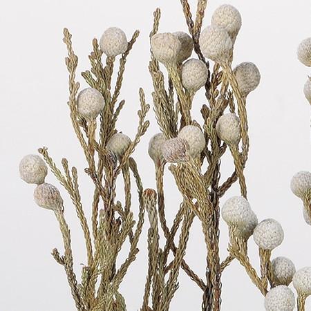 アートフラワー道具材料一式 日限定10 ドライ コアトレーディング ブルニアスプレー ナチュラル 約3