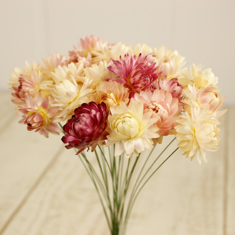 ドライ ヘリクリサムワイヤー付 ソフトピンク 25本 FD003021-046