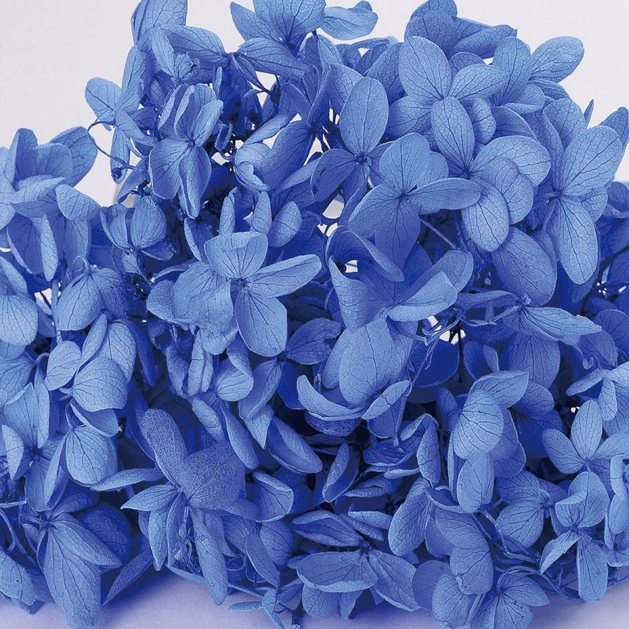 プリザーブド 東京堂 アジサイ ピラミッド 11 ブルー Dy 011 あ行 あじさい 紫陽花 002 はなどんやアソシエ 通販 Yahoo ショッピング
