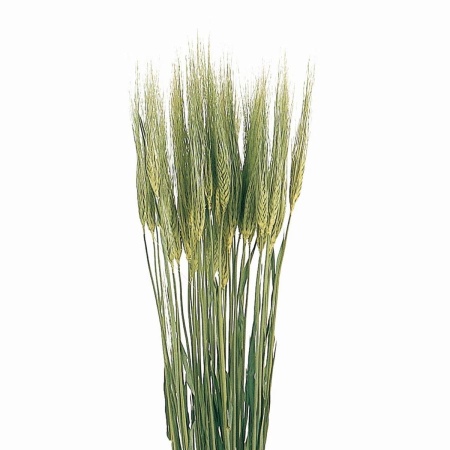 高級な ドライ 大麦 約50g Dn ドライ穂物 ムギ 小麦
