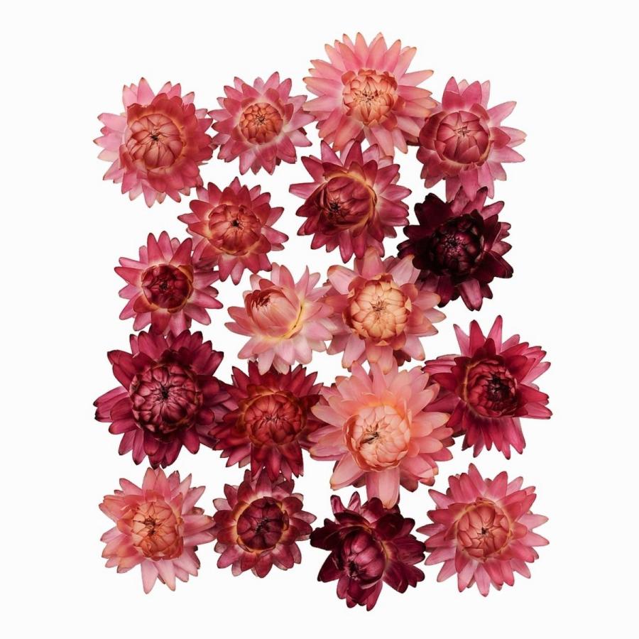 ドライ ヘリクリヘッド 約30g ダークピンク Dn 016 ドライフラワー花材 ヘリクリサム 002 377 はなどんやアソシエ 通販 Yahoo ショッピング