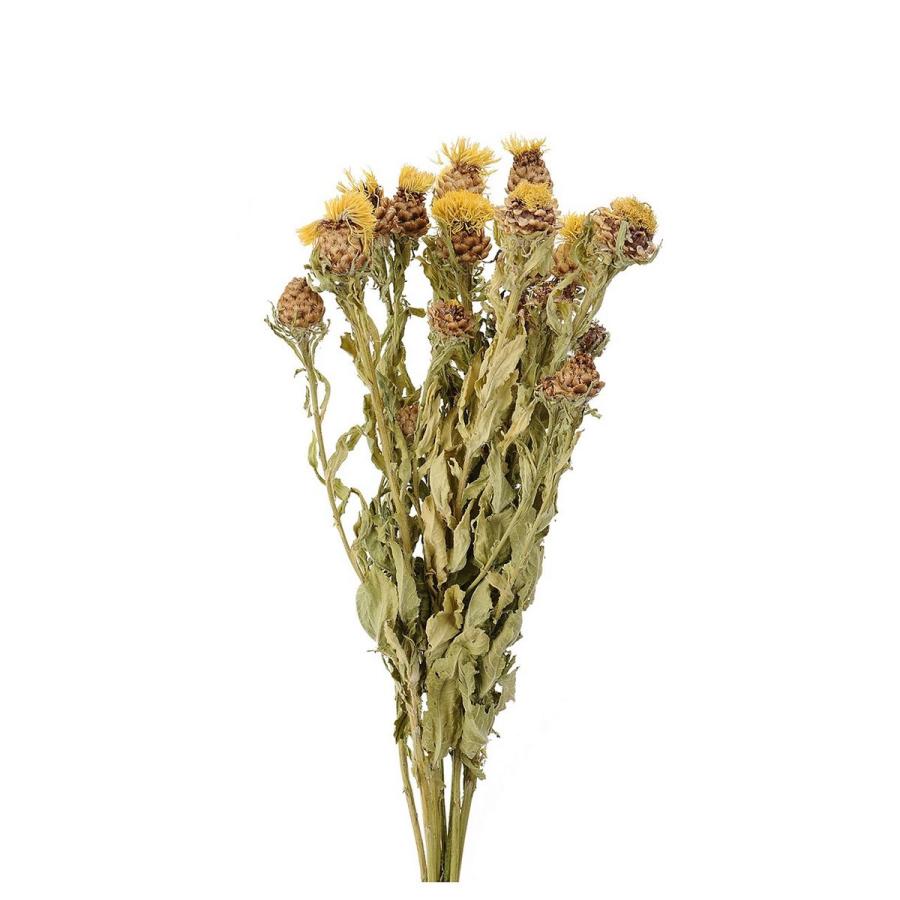 ドライ 黄金矢車草 約7本入り Fd ドライフラワー花材 その他ドライフラワー 002 はなどんやアソシエ 通販 Yahoo ショッピング