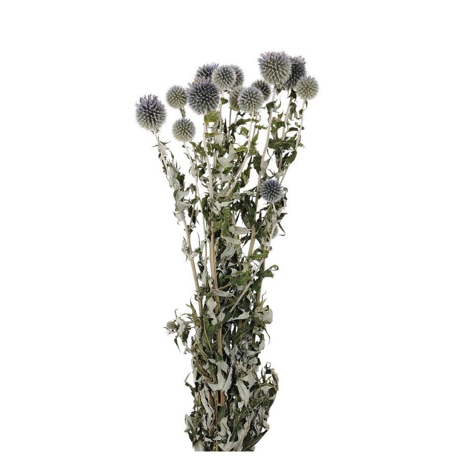 即日 ドライ ルリ玉アザミ 約5本入り Fd ドライフラワー花材 その他ドライフラワー 002 はなどんやアソシエ 通販 Yahoo ショッピング