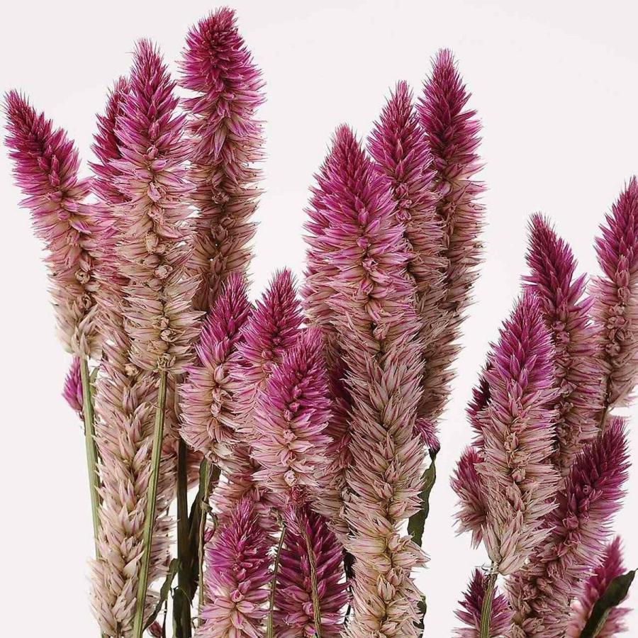 ドライ キャンドルケイトウ 約35ｇ入り Fd その他ドライフラワー うのにもお得な ドライフラワー花材