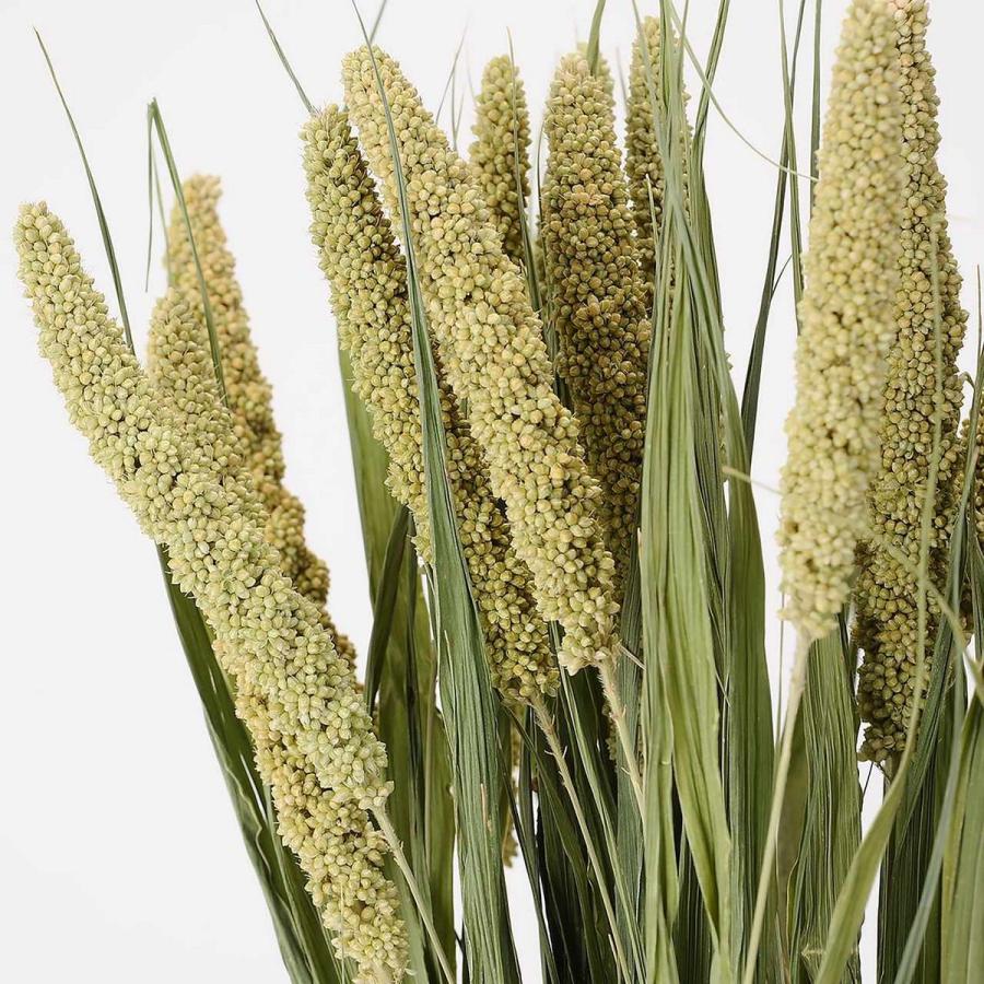 ドライ グリーンミレット 約60ｇ入り Dn ドライ穂物 その他 002 はなどんやアソシエ 通販 Yahoo ショッピング