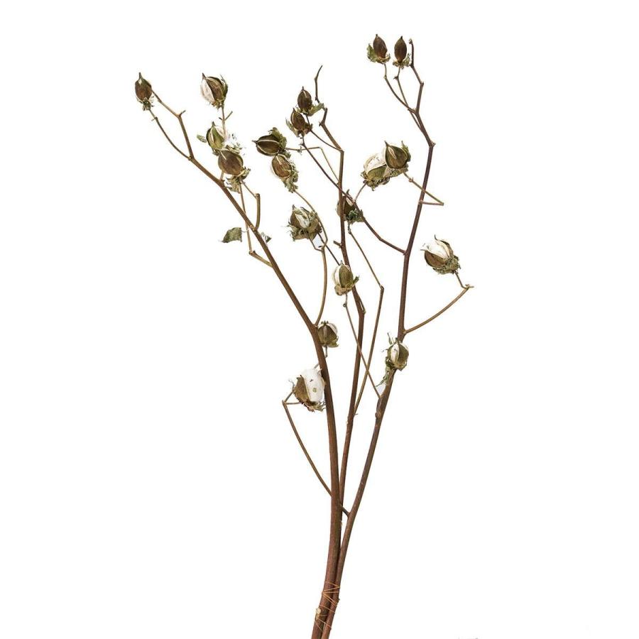 ドライ 綿の木 Dn ドライ枝物 コットンフラワー 綿 002 はなどんやアソシエ 通販 Yahoo ショッピング