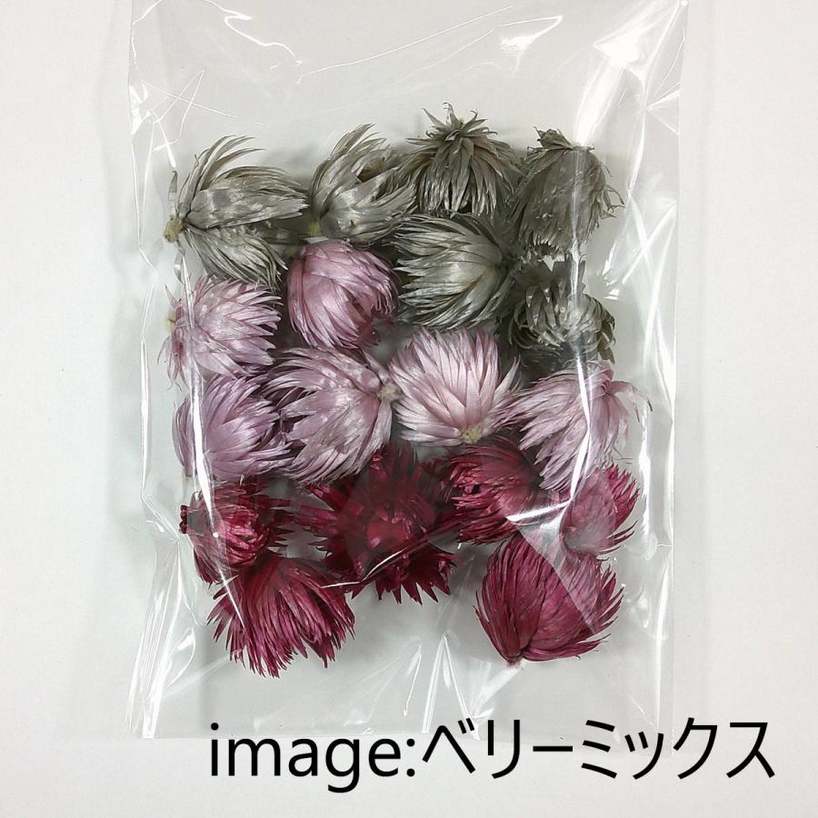 特大ドライフラワー　31 ドライフラワーのグランデ ショコラ｜カナックス | カナックス kannax
