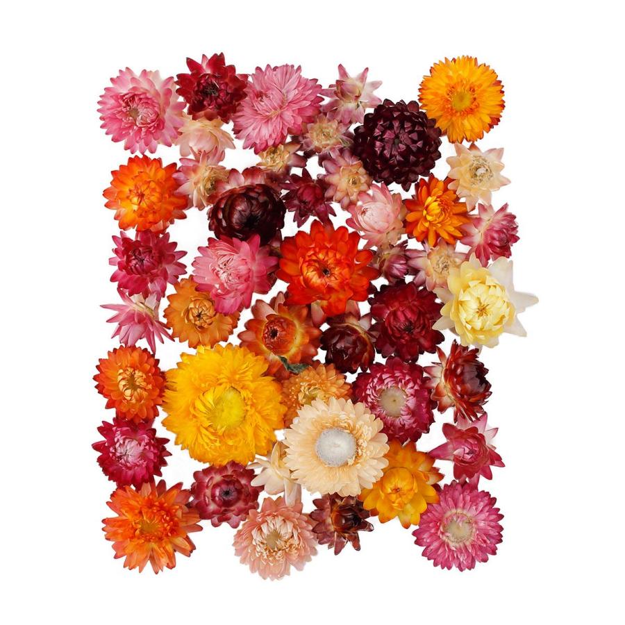 ドライ 東京堂 麦わら菊ヘッドミックス 岡山産 約30ｇ FD001489 ドライフラワー花材 ヘリクリサム（Yahoo!・はなどんやアソシエ）