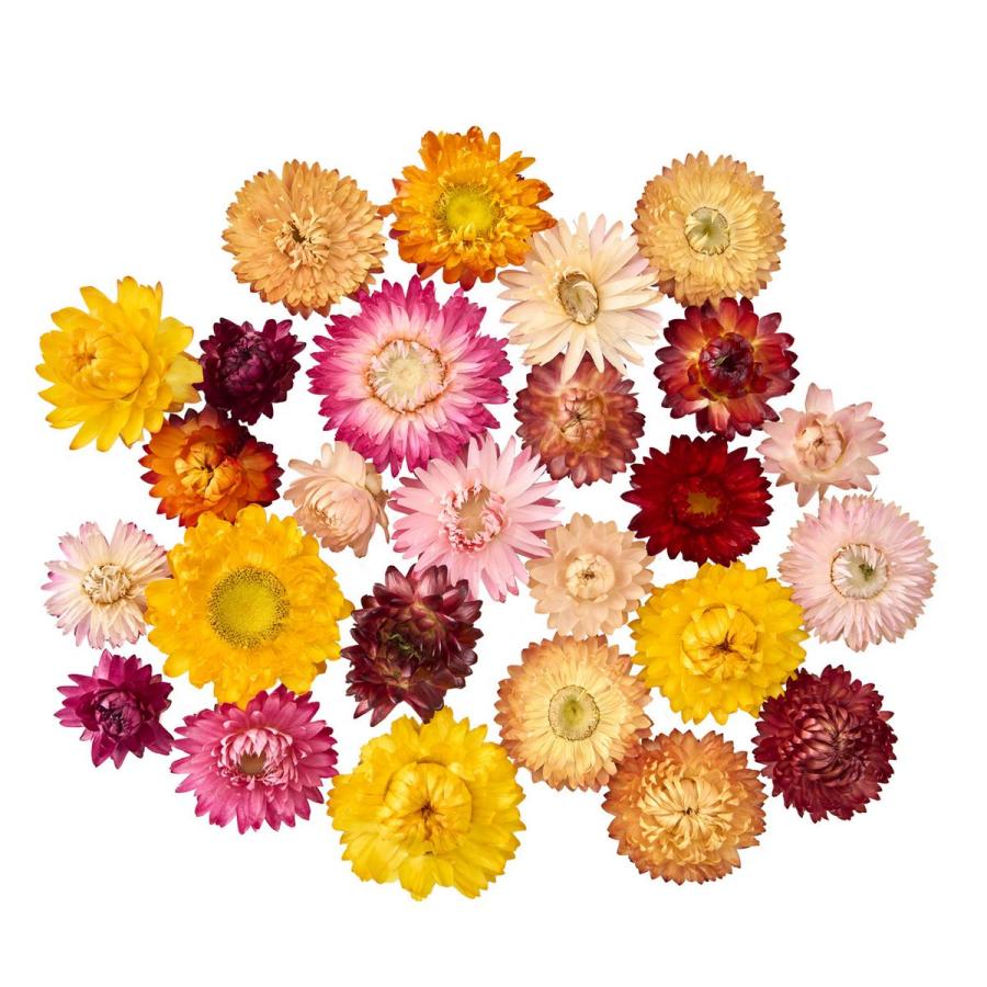 ドライ 麦わら菊ヘッドミックス 約35g 北海道産 FD003218 ドライ