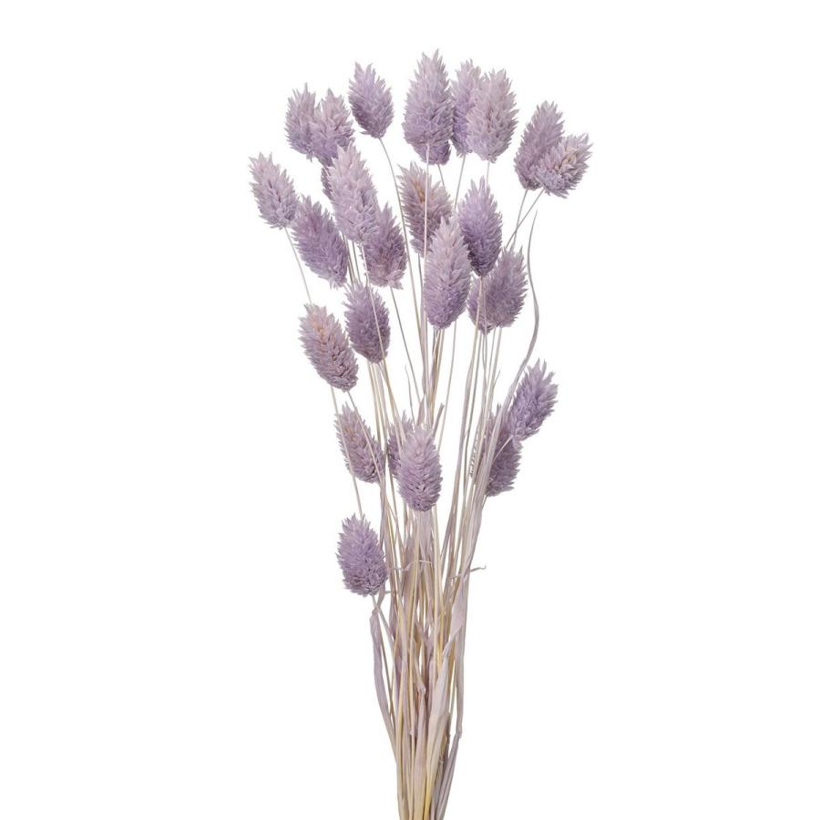 ドライフラワー ドライ ポアプランツ アケビ FD042020-049 ドライフラワー花材 : は