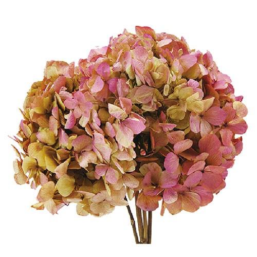プリザーブド ヴェルディッシモ アジサイ バイカラー クリームピンク 1束 約40g 枝の部分を含む 063 46 あ行 あじさい 紫陽花 028 はなどんやアソシエ 通販 Yahoo ショッピング