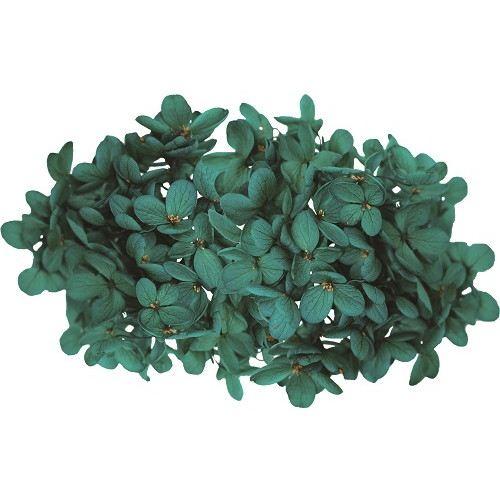 プリザーブドフラワー アジサイ グリーン プリザーブド GARDEN PALETTE MONO ピラミッドアジサイ クローバー