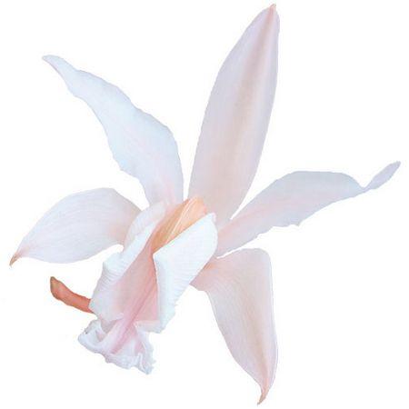 プリザーブド プリマベーラ ｐｍプチカトレア 2輪 ライトピンク 806 た行 デンファレ ソニア 028 はなどんやアソシエ 通販 Yahoo ショッピング