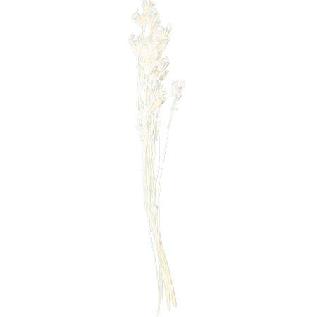 ドライ GARDEN PALETTE MONO ニゲラオリエンタリス 約40-50g ホワイト GPDN-01 ドライフラワー花材 ニゲラ