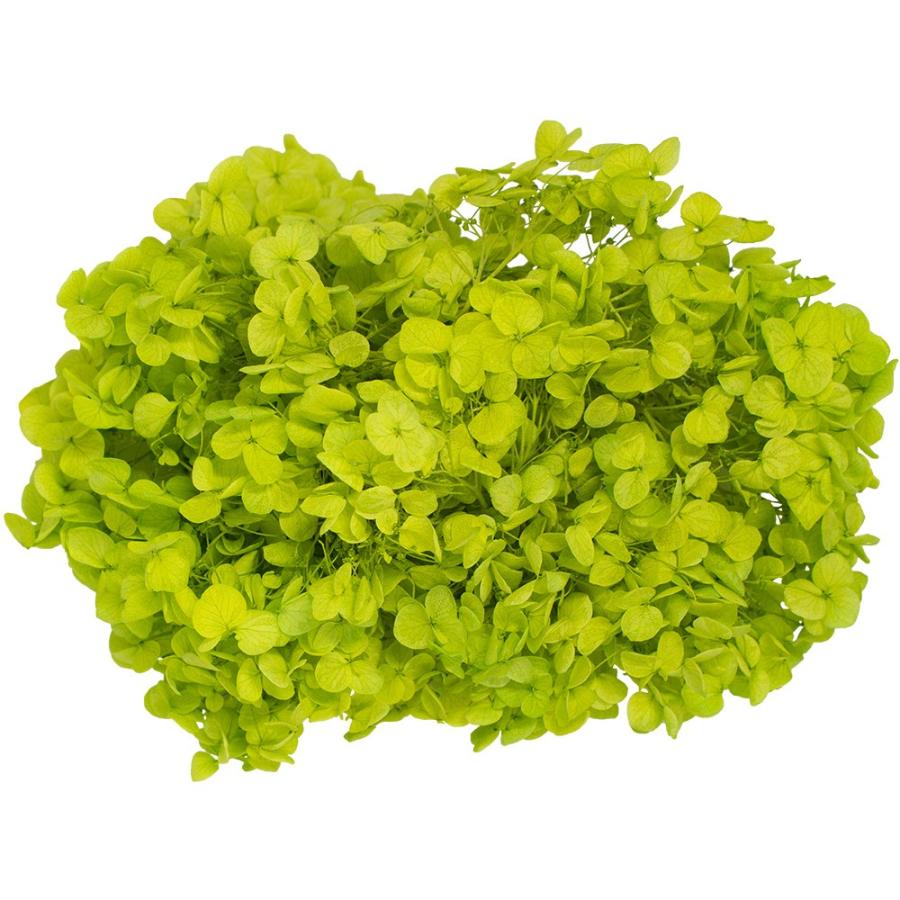 アナベル アジサイ 確認用 ③ プリザーブドフラワー プリザーブドフラワー 花材 即日出荷 ソフトあじさいアナベル