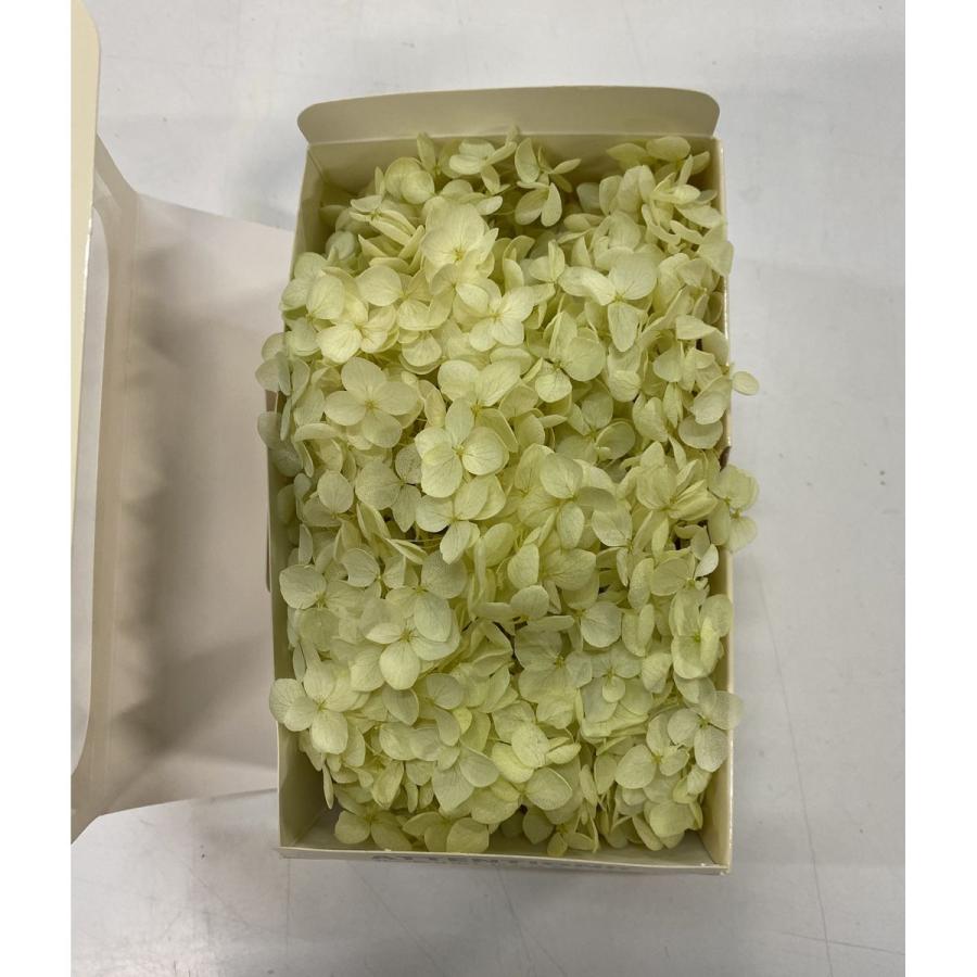 プリザーブド GARDEN PALETTE MONO アナベルアジサイ 約15g ライム