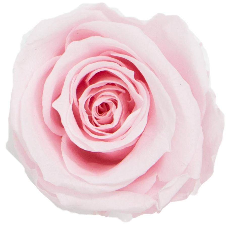 プリザーブド GARDEN PALETTE MONO リサ ローズ 9輪 ライトピンク GP91050 プリザーブドフラワー花材 バラ