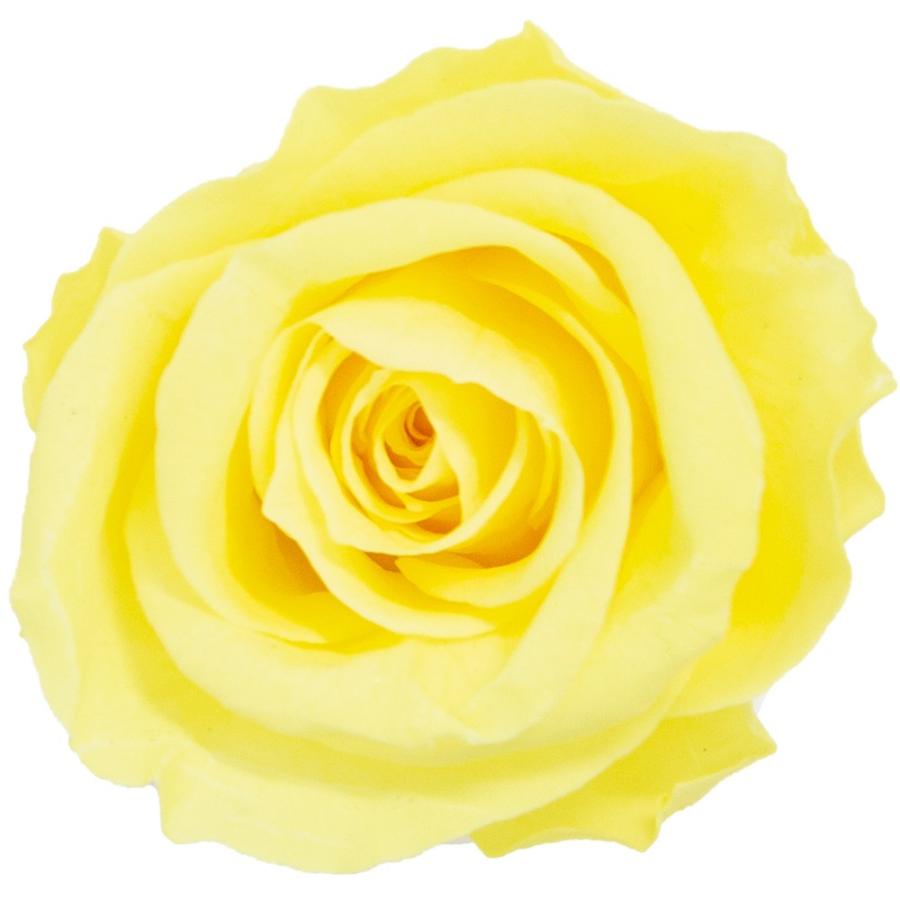 プリザーブド GARDEN PALETTE MONO リサ ローズ 9輪 レモンイエロー GP91054 プリザーブドフラワー花材 バラ