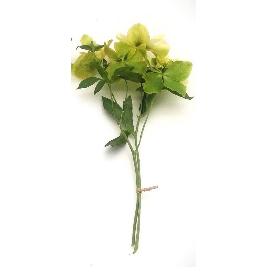 ドライ KUNIFLOWERS 六合クリスマスローズ 6輪 ライムグリーン 00362  