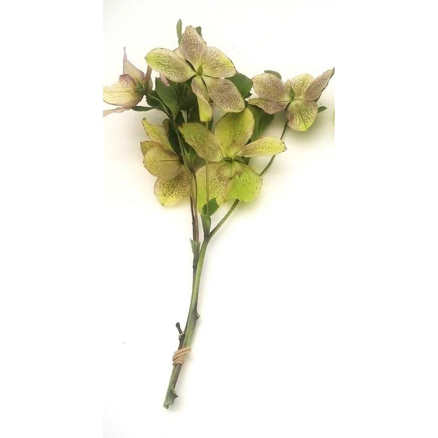 ドライ KUNIFLOWERS 六合クリスマスローズ 6輪 ライムグリーン 00362 
