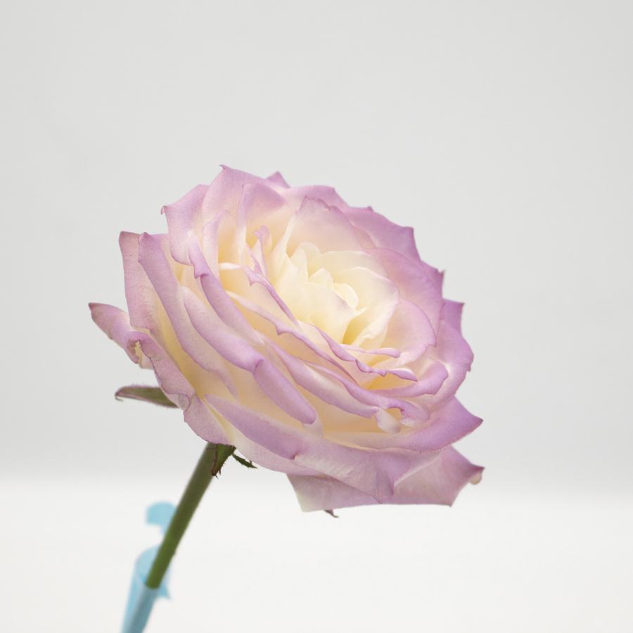 オアシス Just for flowers カラースプレー ライラック 400ml 0139