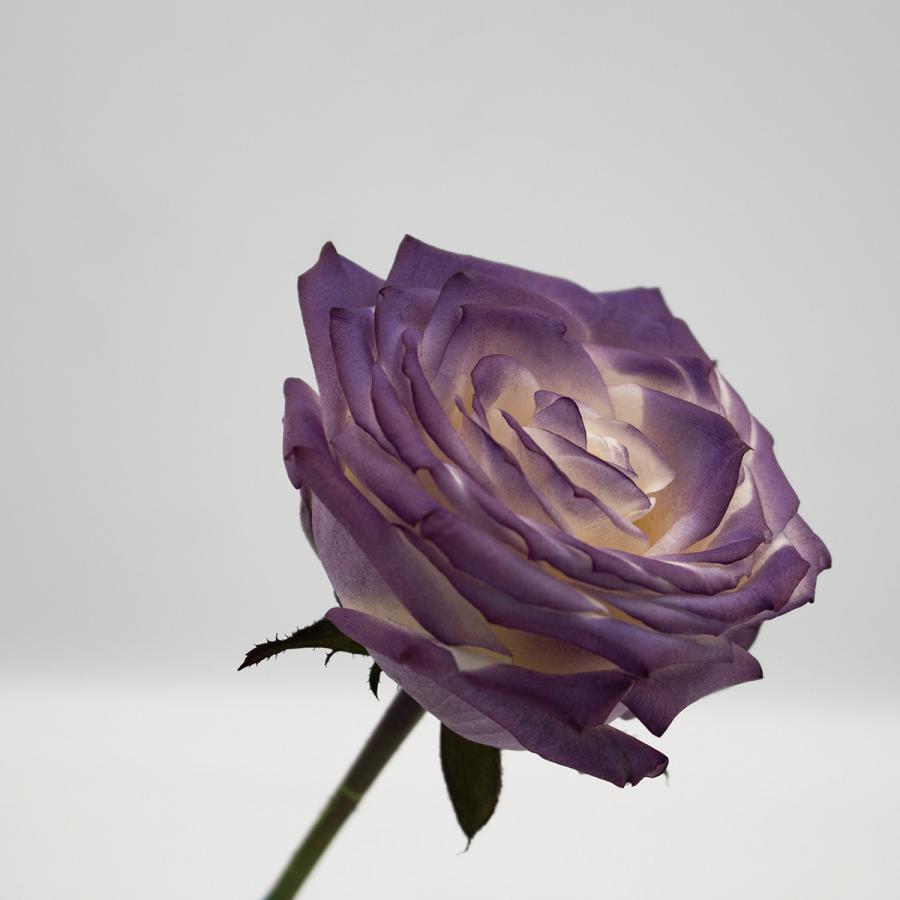 【1点限定】オアシスカラースプレー　ライラック　パープル　プリザーブドフラワー オアシス Just for flowers カラースプレー パンジーパープル 400ml