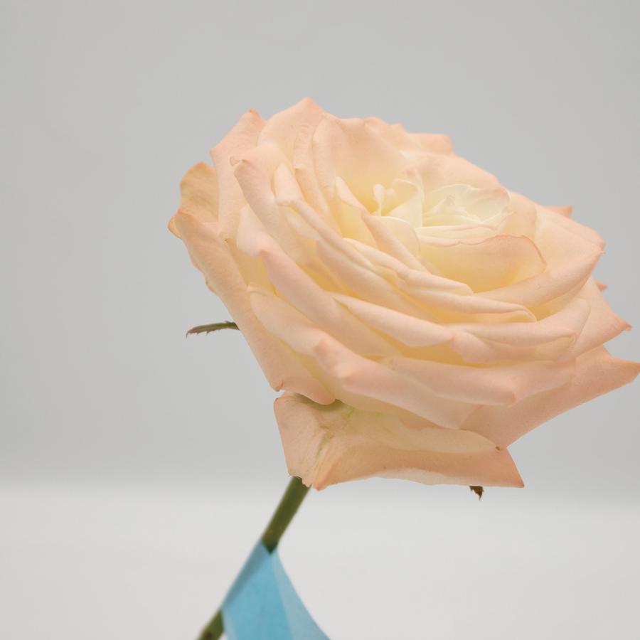 オアシス Just for flowers カラースプレー オシアナピーチ 0130-ES