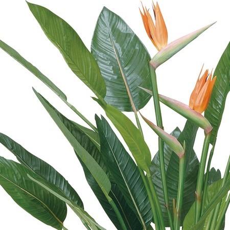 直送 人工観葉植物 YDM アートストレリチア花付１．６ｍ ブラック GLPA-025-BLK※返品 代引不可 人工観葉植物 高さ〜200cm 直送 高さ〜200cm