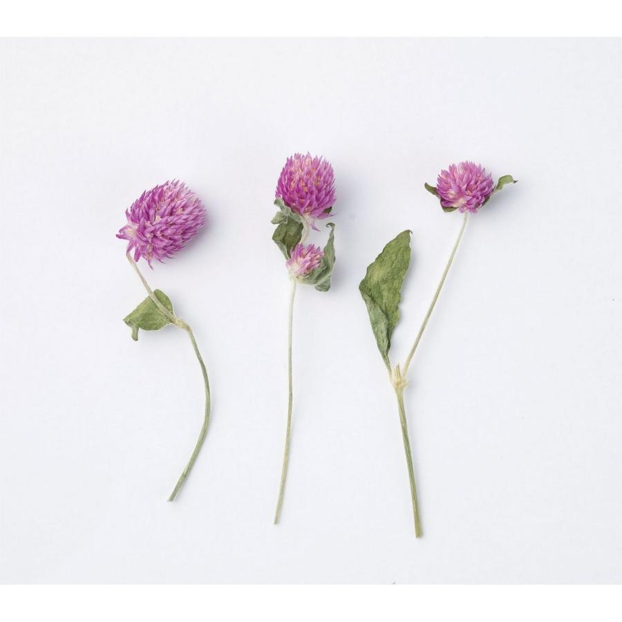 ドライ Ydm センニチコウ パック Dys 0013 ドライフラワー花材 センニチコウ 千日紅 030 はなどんやアソシエ 通販 Yahoo ショッピング