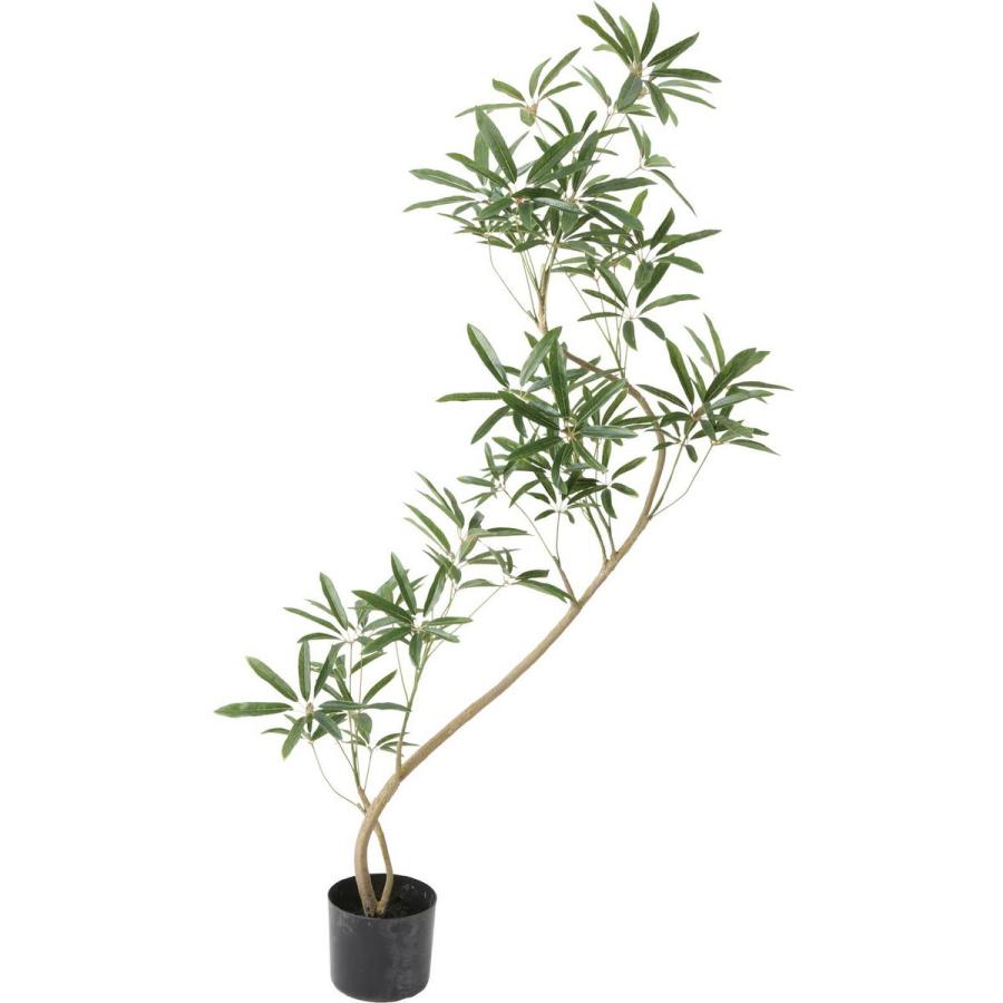 人工観葉植物 Ydm シェフレラアンガスティフォリア ｇｒ Glp 1532 Gr 人工観葉植物 高さ 150cm 030 はなどんやアソシエ 通販 Yahoo ショッピング