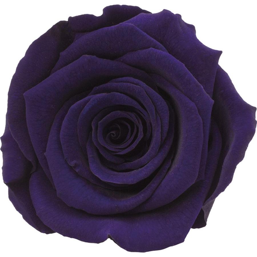 日限定07 特価 プリザーブド アモローサ ルーナ 6輪 ロイヤルパープル