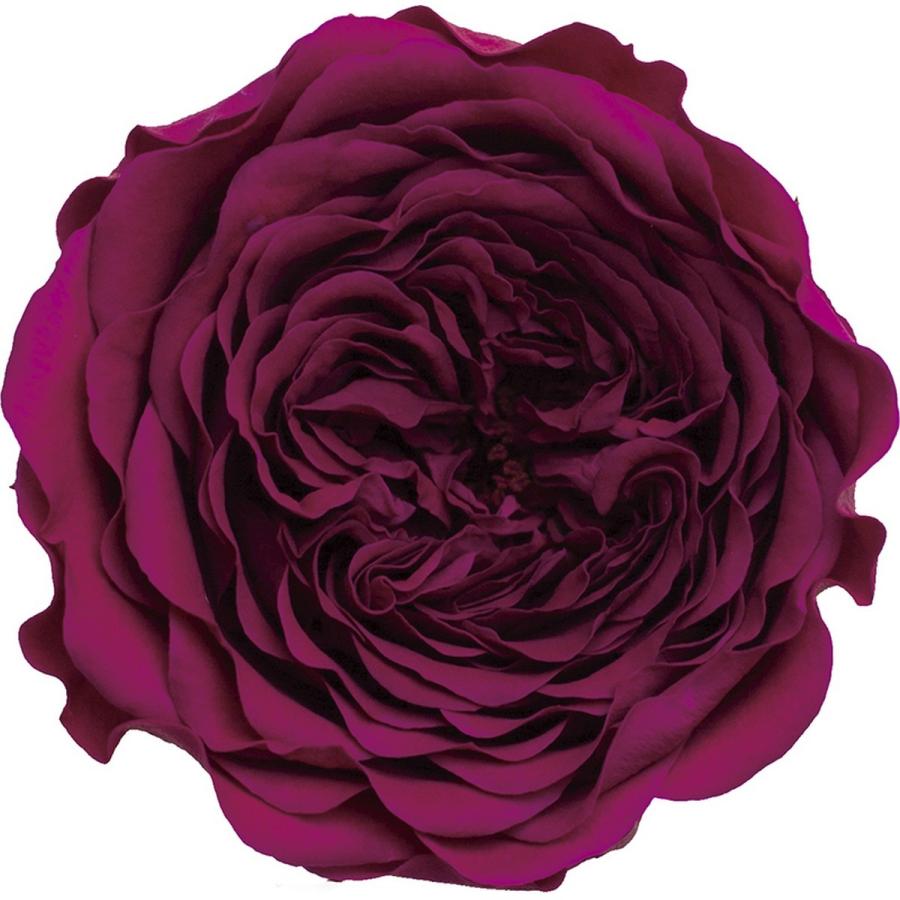 日限定07 プリザーブド アモローサ クララ 6輪 リッチプラム 1113 52 は行 バラ ローズ 033 はなどんやアソシエ 通販 Yahoo ショッピング