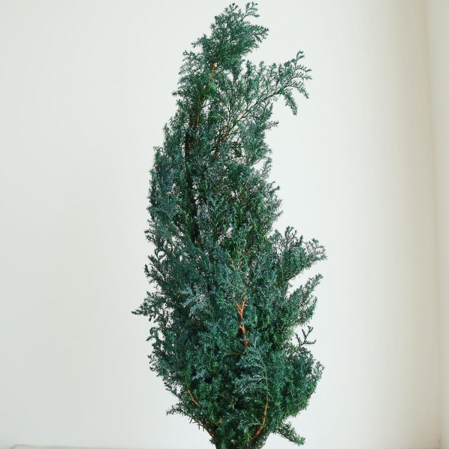 プリザーブド 大地農園 ヒムロスギ 約120g グリーン 01320-700